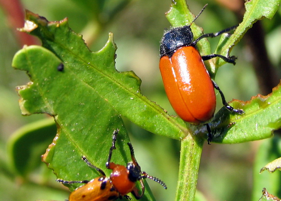 Chrysomelidae: Lachnaia paradoxa e Macrolenes dentipes